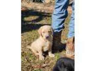 Labrador Retriever Puppy for sale in Conroe, TX, USA
