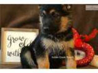 German Shepherd Dog Puppy for sale in Saint Louis, MO, USA