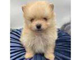 Pomeranian Puppy for sale in Hollywood, FL, USA