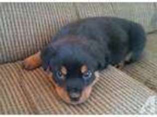 Rottweiler Puppy for sale in GAINESVILLE, NY, USA