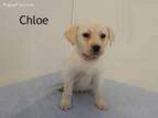 Labrador Retriever Puppy for sale in Kane, PA, USA