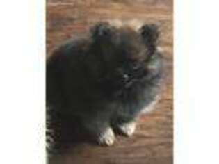 Pomeranian Puppy for sale in Lindale, TX, USA