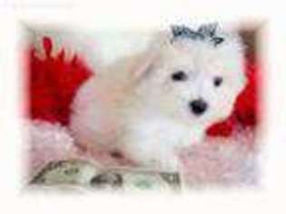 Maltese Puppy for sale in Lone Grove, OK, USA