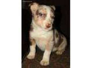 Border Collie Puppy for sale in Cherryvale, KS, USA