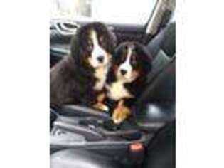 Bernese Mountain Dog Puppy for sale in Saint Albans, VT, USA