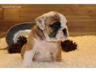 Bulldog Puppy for sale in Leicester, NC, USA