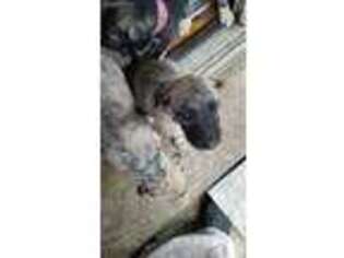 Irish Wolfhound Puppy for sale in Norwich, NY, USA