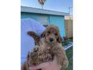 Goldendoodle Puppy for sale in Hudson, FL, USA