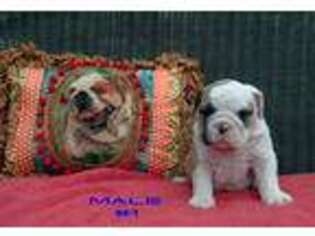 Bulldog Puppy for sale in Lindale, TX, USA