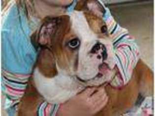 Bulldog Puppy for sale in FORT PIERCE, FL, USA