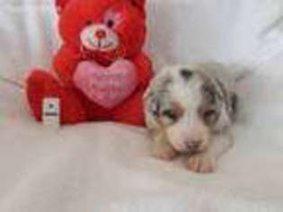 Australian Shepherd Puppy for sale in Port Huron, MI, USA