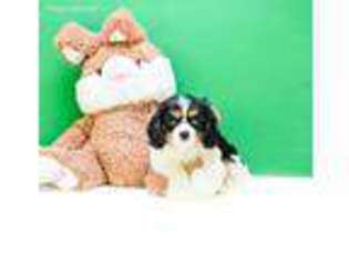 Cavalier King Charles Spaniel Puppy for sale in Manassas, VA, USA