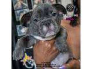 French Bulldog Puppy for sale in New Bern, NC, USA