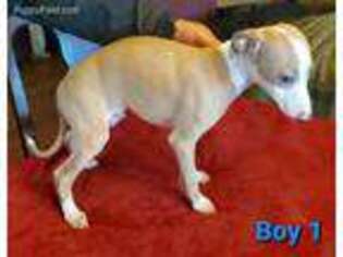 Italian Greyhound Puppy for sale in Loveland, OH, USA