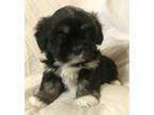 Lhasa Apso Puppy for sale in Newcastle, OK, USA