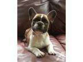 French Bulldog Puppy for sale in EAGLE POINT, OR, USA