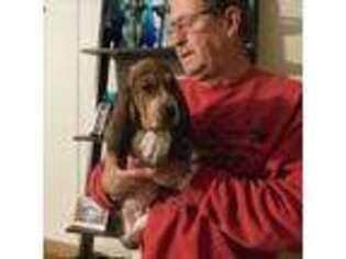 Basset Hound Puppy for sale in Hawkinsville, GA, USA