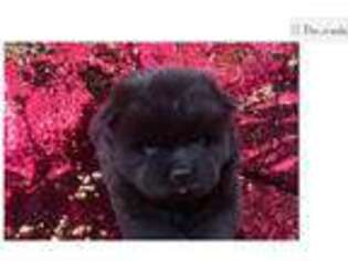 Chow Chow Puppy for sale in Modesto, CA, USA