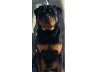 Rottweiler Puppy for sale in Murtaugh, ID, USA