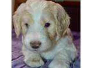 Goldendoodle Puppy for sale in Post Falls, ID, USA
