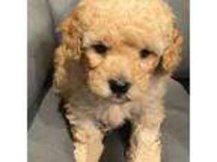 Mutt Puppy for sale in Bergenfield, NJ, USA