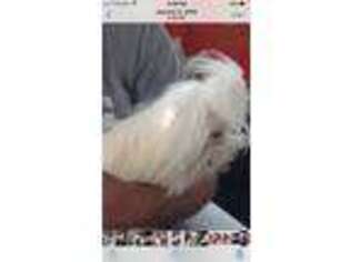 Maltese Puppy for sale in Edgewater, FL, USA