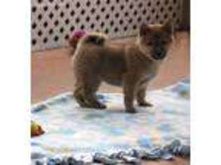 Shiba Inu Puppy for sale in Shorewood, IL, USA
