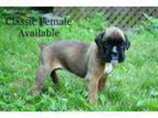 Boxer Puppy for sale in Watertown, NY, USA