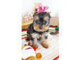 Yorkshire Terrier Puppy for sale in Stephens City, VA, USA