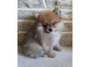 Pomeranian Puppy for sale in Bushnell, IL, USA