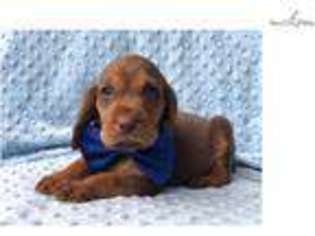 Bloodhound Puppy for sale in Lancaster, PA, USA