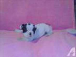 French Bulldog Puppy for sale in MARLETTE, MI, USA