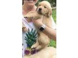 Golden Retriever Puppy for sale in Satellite Beach, FL, USA