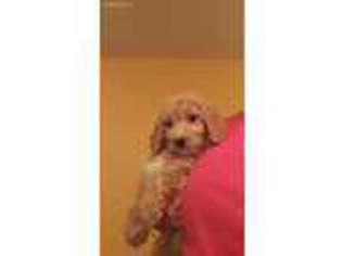 Goldendoodle Puppy for sale in Nunnelly, TN, USA