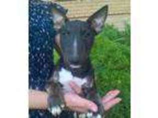 Bull Terrier Puppy for sale in Peotone, IL, USA