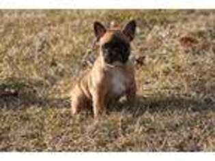 French Bulldog Puppy for sale in Pardeeville, WI, USA