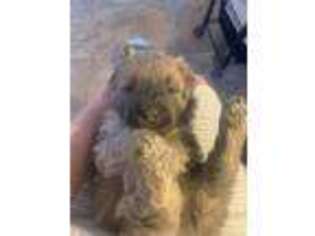 Mutt Puppy for sale in Oro Valley, AZ, USA