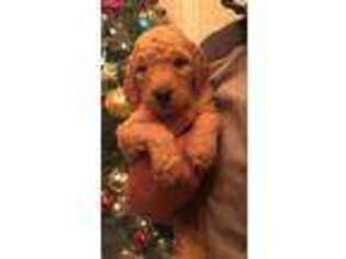 Goldendoodle Puppy for sale in Catawba, SC, USA