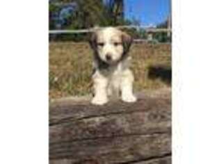 Mutt Puppy for sale in New Tazewell, TN, USA