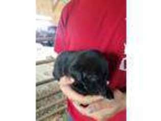 Labrador Retriever Puppy for sale in Kalona, IA, USA
