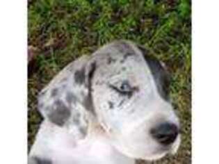 Great Dane Puppy for sale in Okeechobee, FL, USA