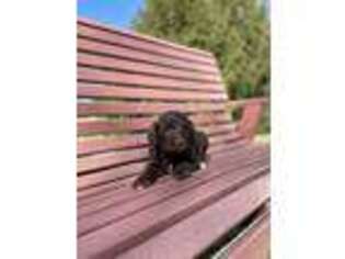 Labradoodle Puppy for sale in Wooster, OH, USA
