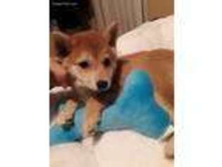 Shiba Inu Puppy for sale in Running Springs, CA, USA