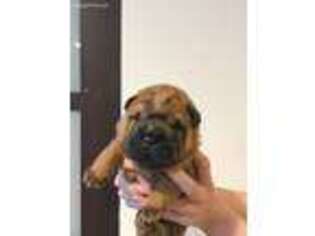 Mutt Puppy for sale in Hunter, NY, USA