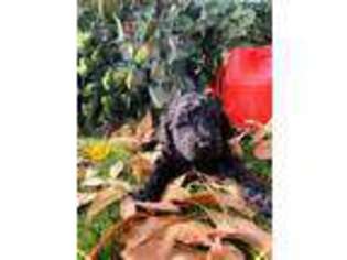 Labradoodle Puppy for sale in Spring Valley, CA, USA