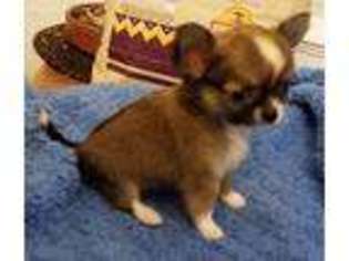 Chihuahua Puppy for sale in Ridgefield, WA, USA