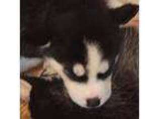 Siberian Husky Puppy for sale in Marengo, IA, USA