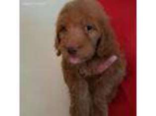 Goldendoodle Puppy for sale in Leasburg, MO, USA