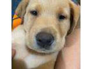 Labrador Retriever Puppy for sale in Bayfield, WI, USA