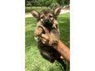 German Shepherd Dog Puppy for sale in Splendora, TX, USA